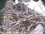 Libby Eagle Cam