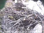 Libby Eagle Cam