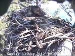 Libby Eagle Cam