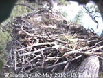 Libby Eagle Cam