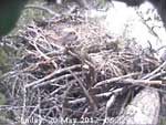 Libby Eagle Cam