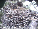 Libby Eagle Cam