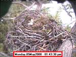 Libby Eagle Cam