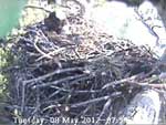 Libby Eagle Cam