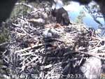 Libby Eagle Cam