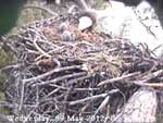 Libby Eagle Cam