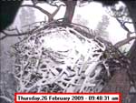 Libby Eagle Cam