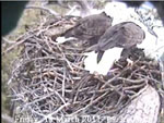 Libby Eagle Cam