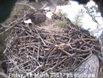 Libby Eagle Cam