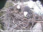 Libby Eagle Cam