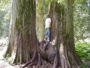 Ross Creek Giant Cedars