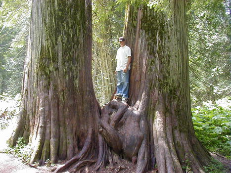Ross Creek Giant Cedars Natural Area Libby Montana