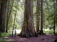 Ross Creek Cedars