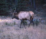 Elk