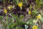 Wildflowers are abundant around Libby