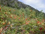 Mountain Ash on mountainside