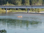 Fishing at the confluence of the Fisher and Kootenai Rivers, just below Libby Dam. Photo by Maggie Craig.