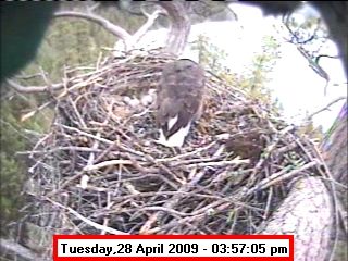 Chicks on April 28. Photo by U.S. Army Corps of Engineers - Libby Dam.