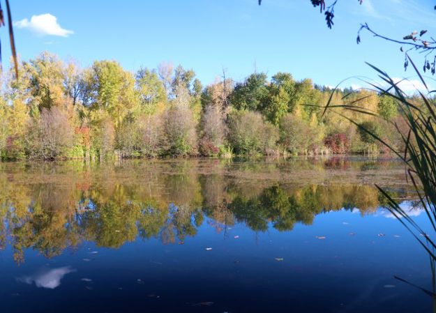 5th Street pond. Photo by LibbyMT.com.