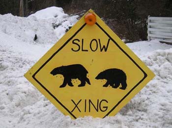 Polar Bear Crossing.