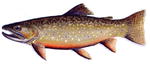 Brook trout