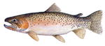 Cutthroat trout