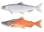 Kokanee