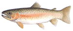 Rainbow trout