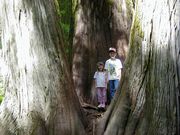 Really big trees. Photo by LibbyMT.com.