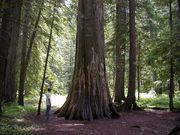 Giant Trees. Photo by LibbyMT.com.