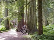 Giant Trees. Photo by LibbyMT.com.