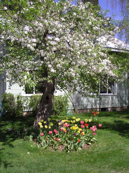 Spring Flowers. Photo by Maggie Craig.