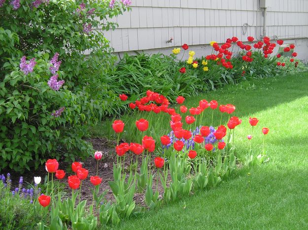 Spring Bulbs. Photo by Maggie Craig.