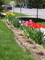 Colorful Tulips. Photo by Maggie Craig.