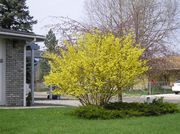 Forsythia. Photo by Maggie Craig.