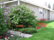 Tulips and Lilacs. Photo by Maggie Craig.