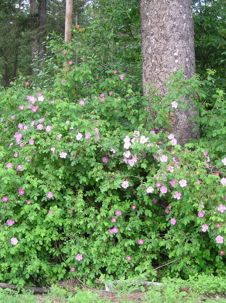 Wild Roses. Photo by Maggie Craig.