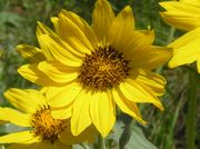 Arrowleaf Balsamroot. Photo by Maggie Craig.