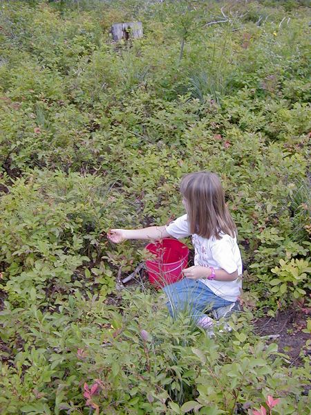 Picking Huckleberries. Photo by LibbyMT.com.