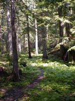 Granite Creek Trail. Photo by LibbyMT.com.