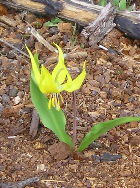 Glacier Lilly. Photo by Maggie Craig.