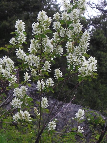 Serviceberry. Photo by Maggie Craig.