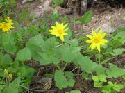 Arnica. Photo by Maggie Craig.