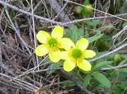 Buttercup. Photo by Maggie Craig.