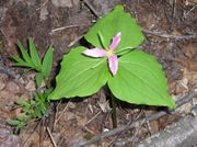 Trillium. Photo by Maggie Craig.