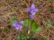 Violet. Photo by Maggie Craig.