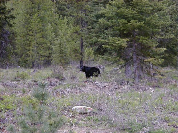 Black Bear. Photo by Maggie Craig.