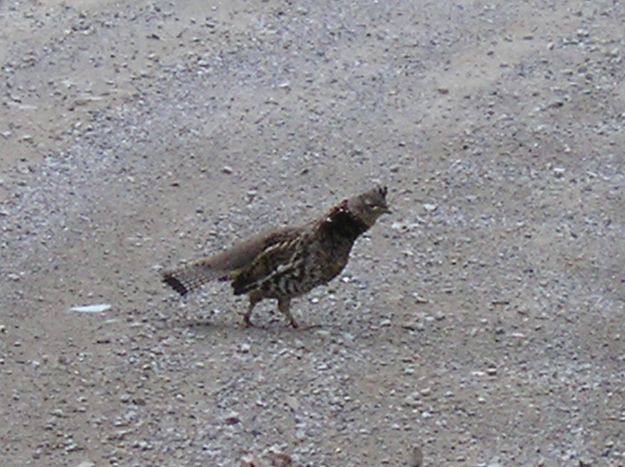 Grouse. Photo by Maggie Craig.