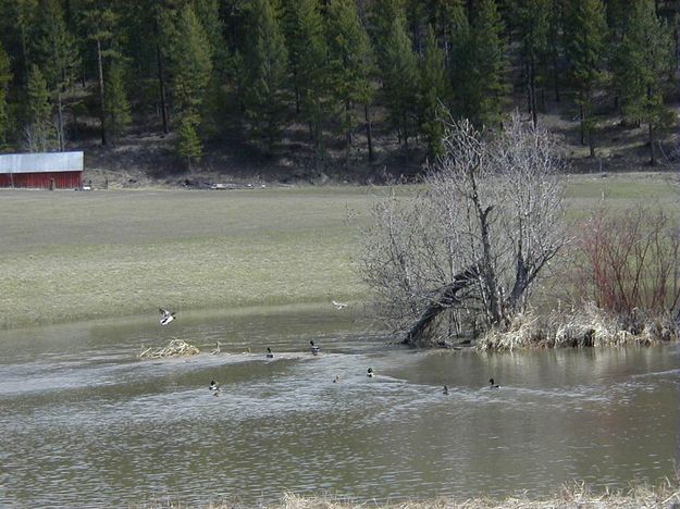 Ducks on the river. Photo by LibbyMT.com.