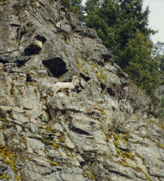 Sheep on Cliff. Photo by LibbyMT.com.